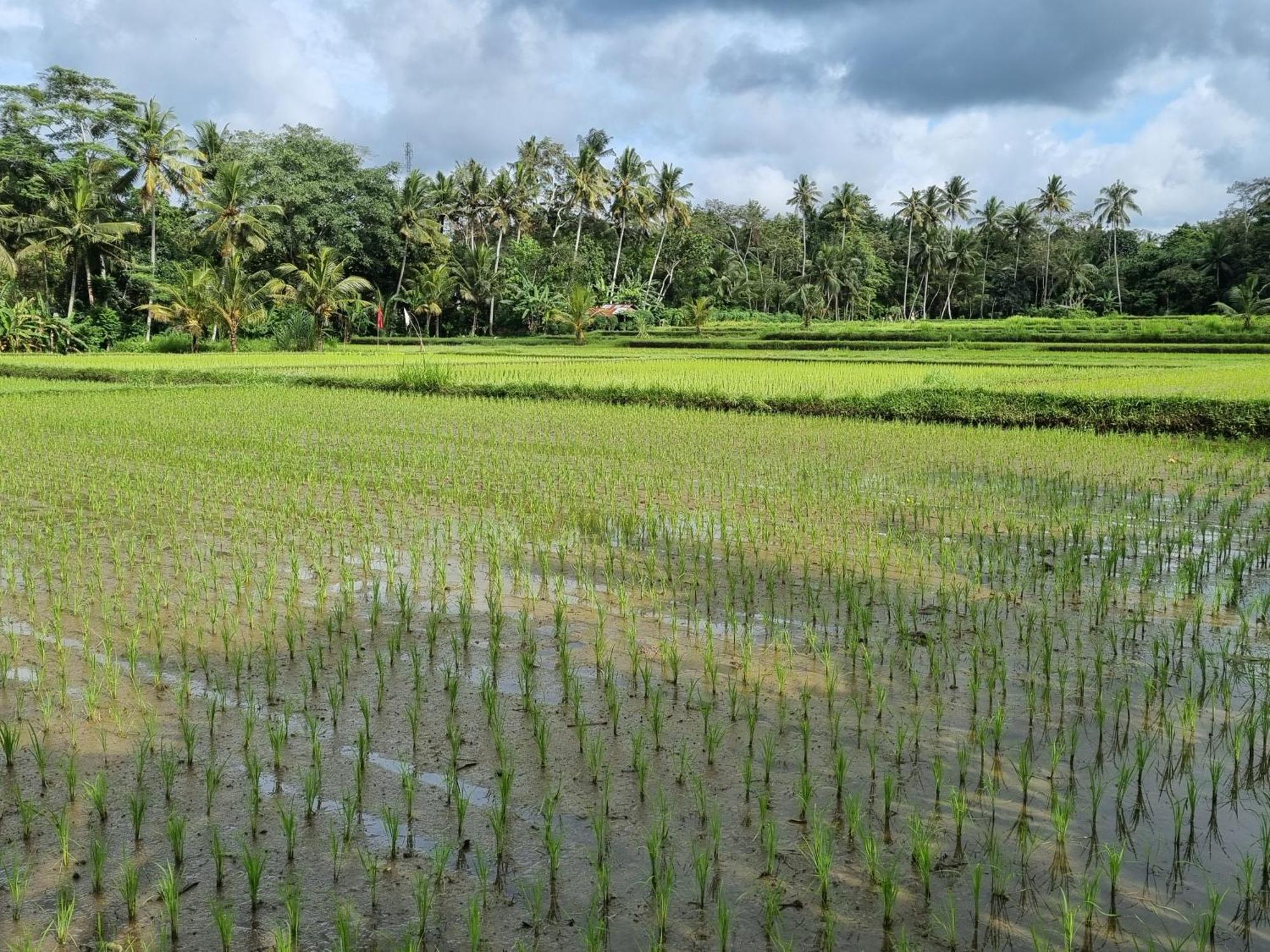 New 4 Bedroom Villa Surrounded By Jungle And Ricefields Ubud Zewnętrze zdjęcie