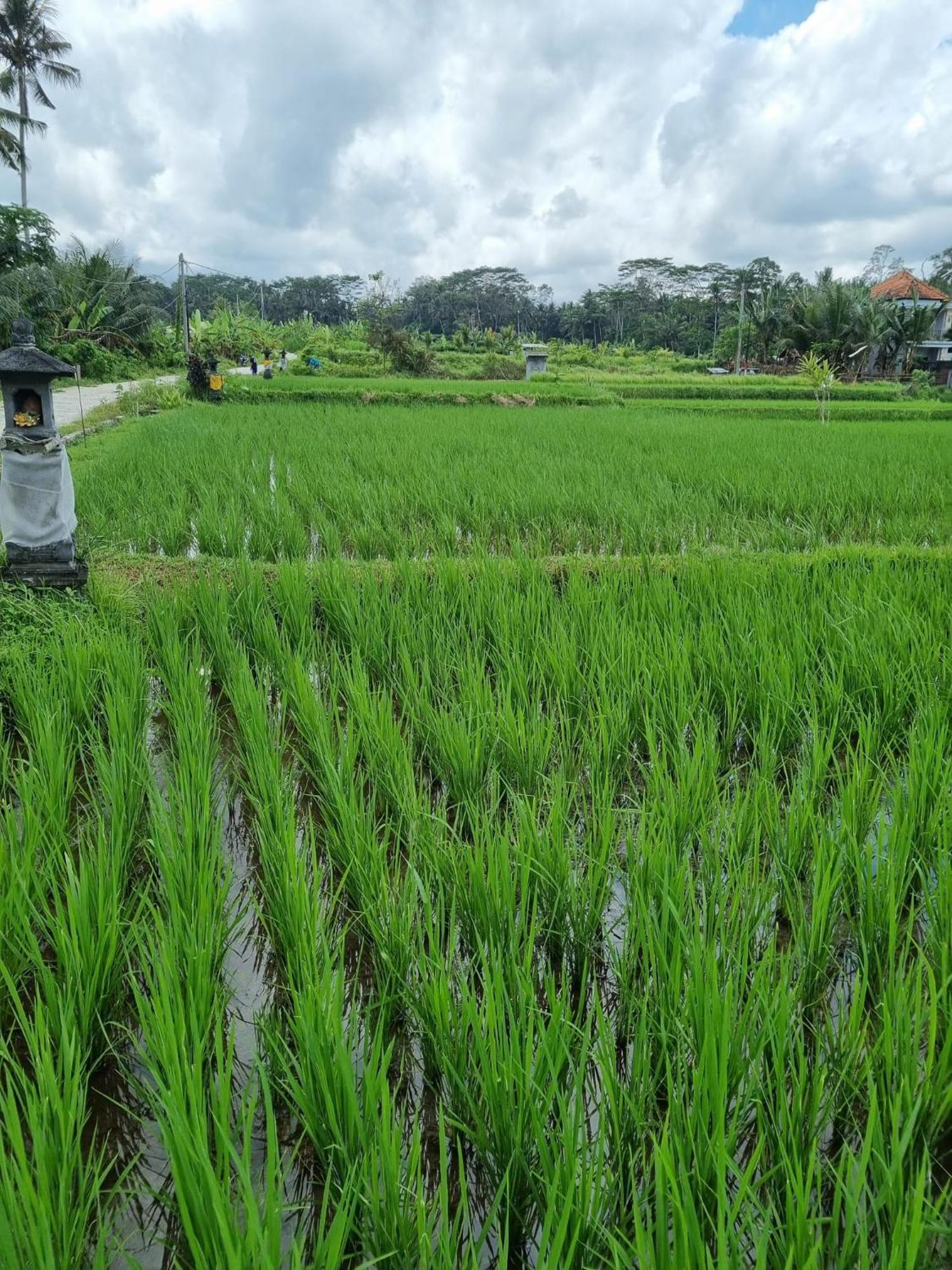 New 4 Bedroom Villa Surrounded By Jungle And Ricefields Ubud Zewnętrze zdjęcie